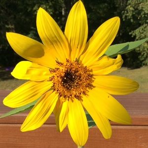 Meet your Posher, Hailey